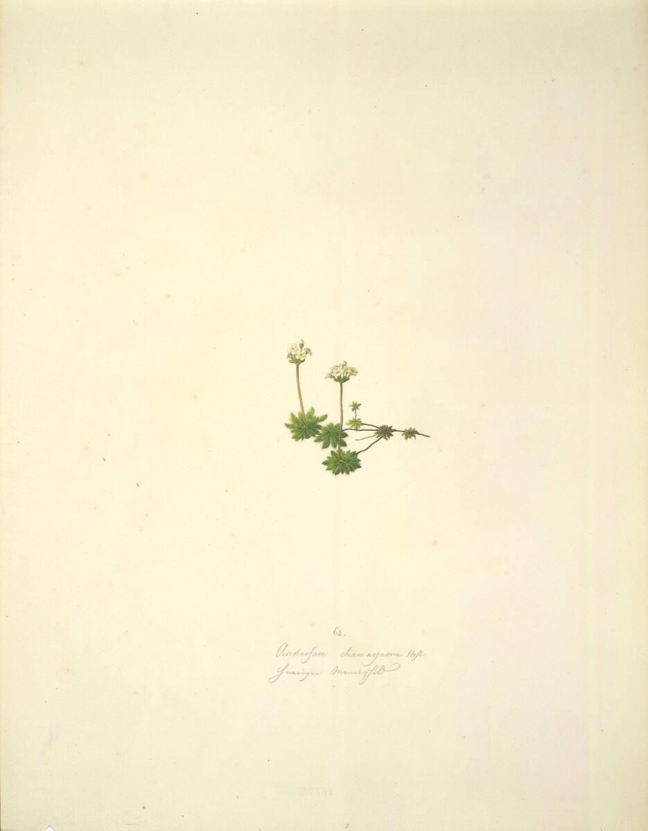 August Rokert, Androsace chamaejasme Host - Bewimperter Mannsschild, Inv. Nr.: 16504