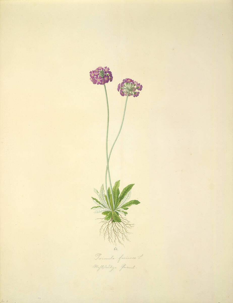 AugustRokert, Primula farinosa L - Mehlprimel