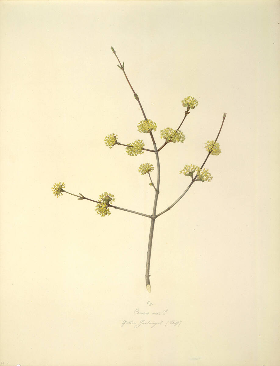 AugustRokert, Cornus mas L - Kornelkirsche (Blüte)