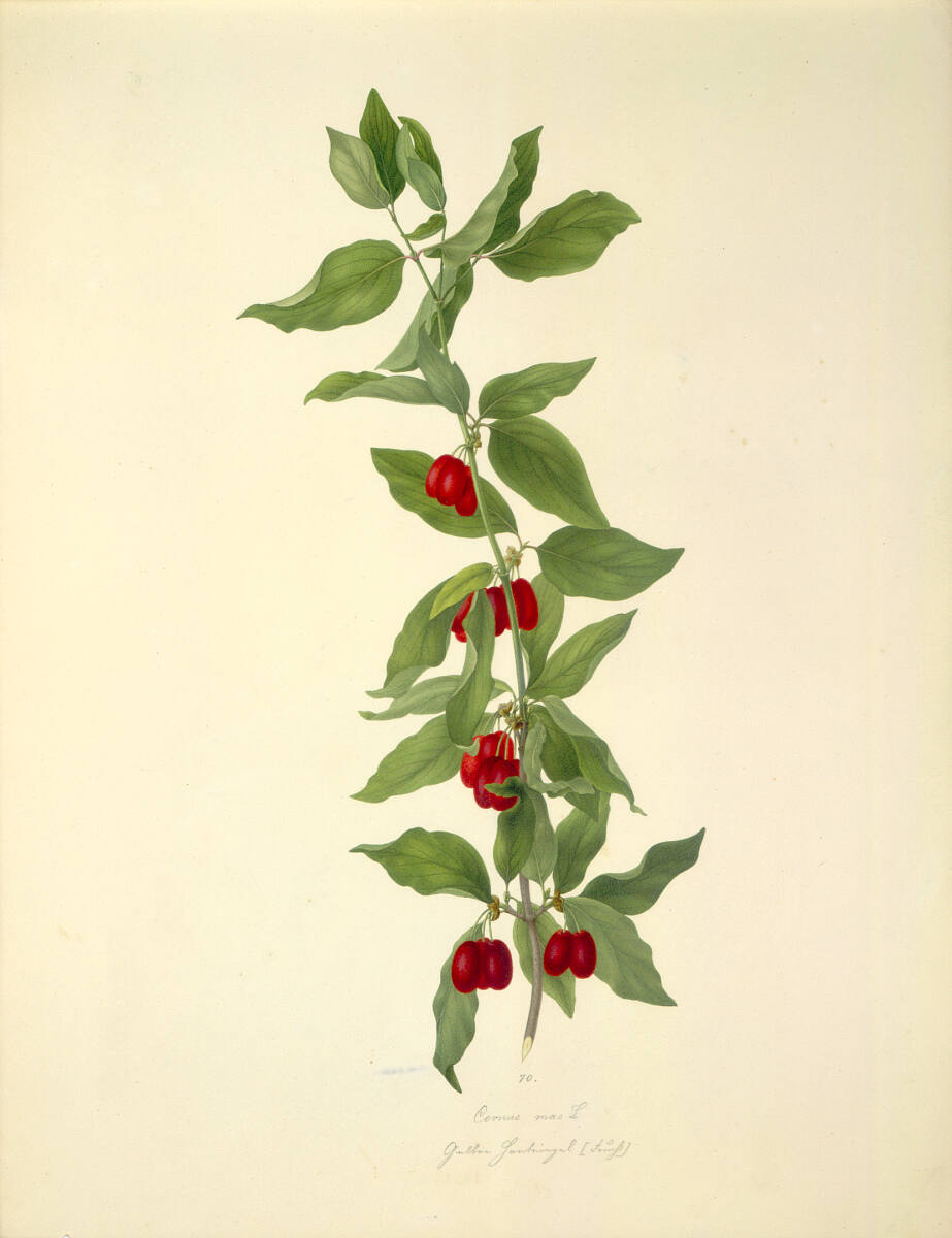 Cornus mas L - Kornelkirsche (Frucht), AugustRokert, 1835–1855