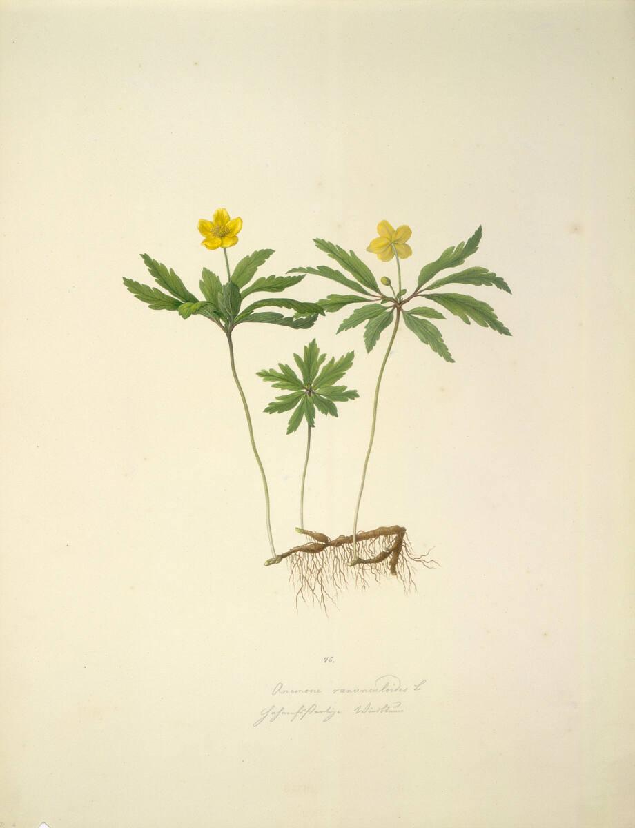 August Rokert, Anemone ranunculoides L - Gelbes Windröschen, Inv. Nr.: 16516