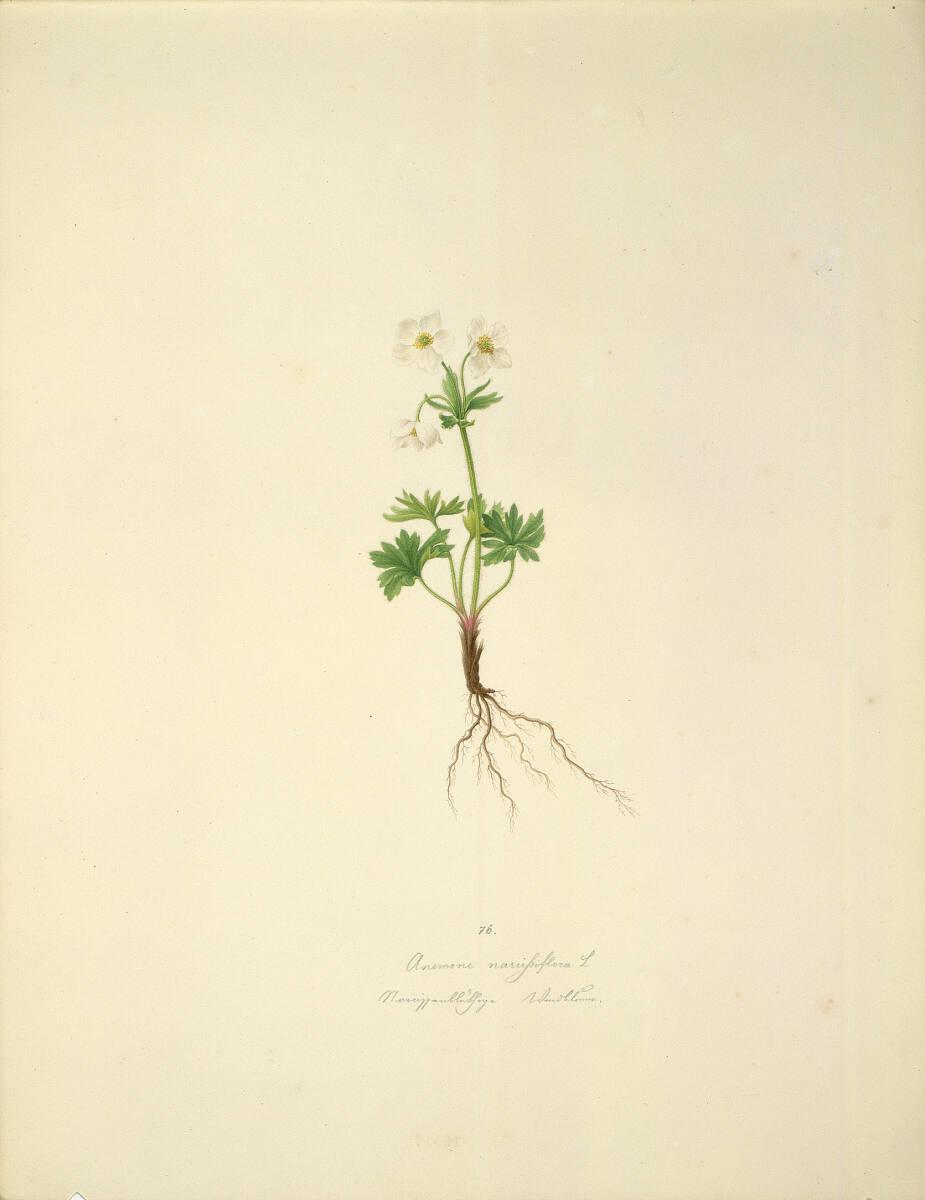 August Rokert, Anemone narcissiflora L - Narzissen-Windröschen, Inv. Nr.: 16517