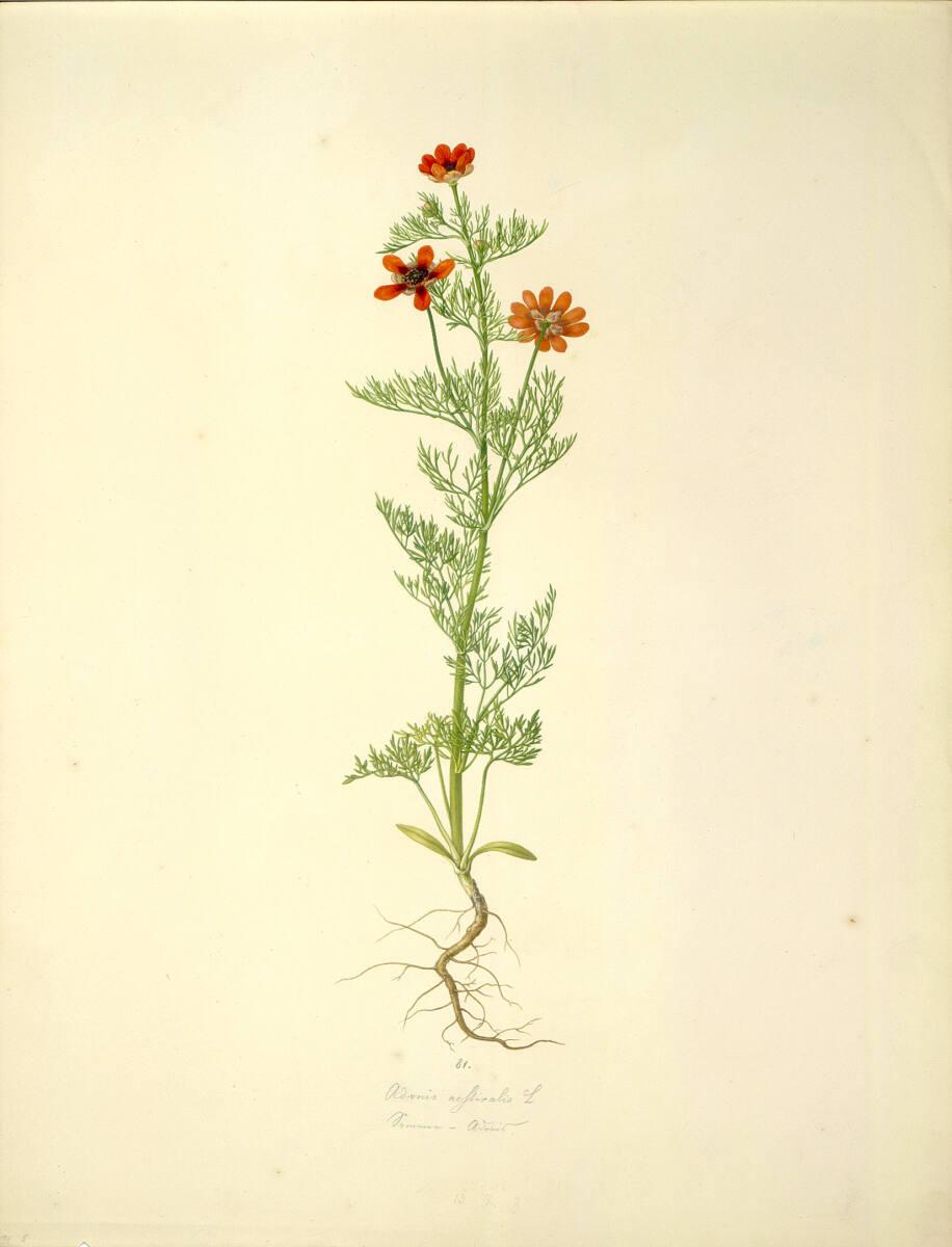 August Rokert, Adonis aestivalis L - Sommer-Adonisröschen, Inv. Nr.: 16522