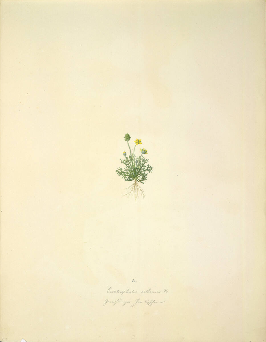 AugustRokert, Ceratocephalus orthoceras DC - Hornköpfchen