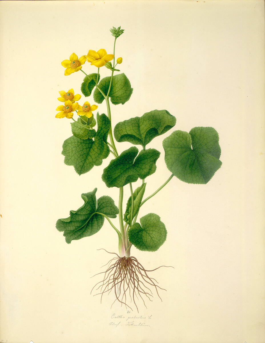 Caltha palustris L - Sumpfdotterblume, AugustRokert, 1835–1855