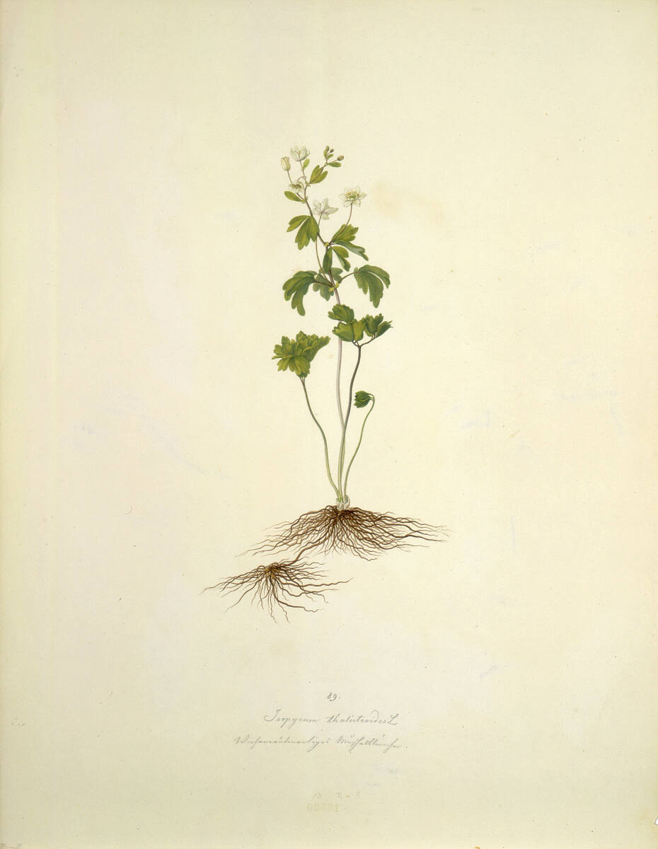 Isopyrum thalictroides L - Wiesenrauten-Muschelblümchen, AugustRokert, 1835–1855