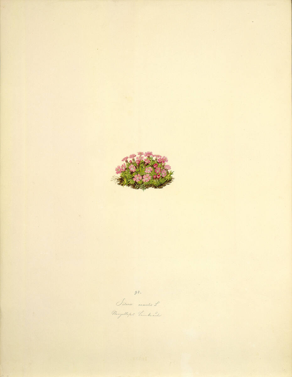 Silene acaulis L - Stengelloses Leimkraut, AugustRokert, 1835–1855