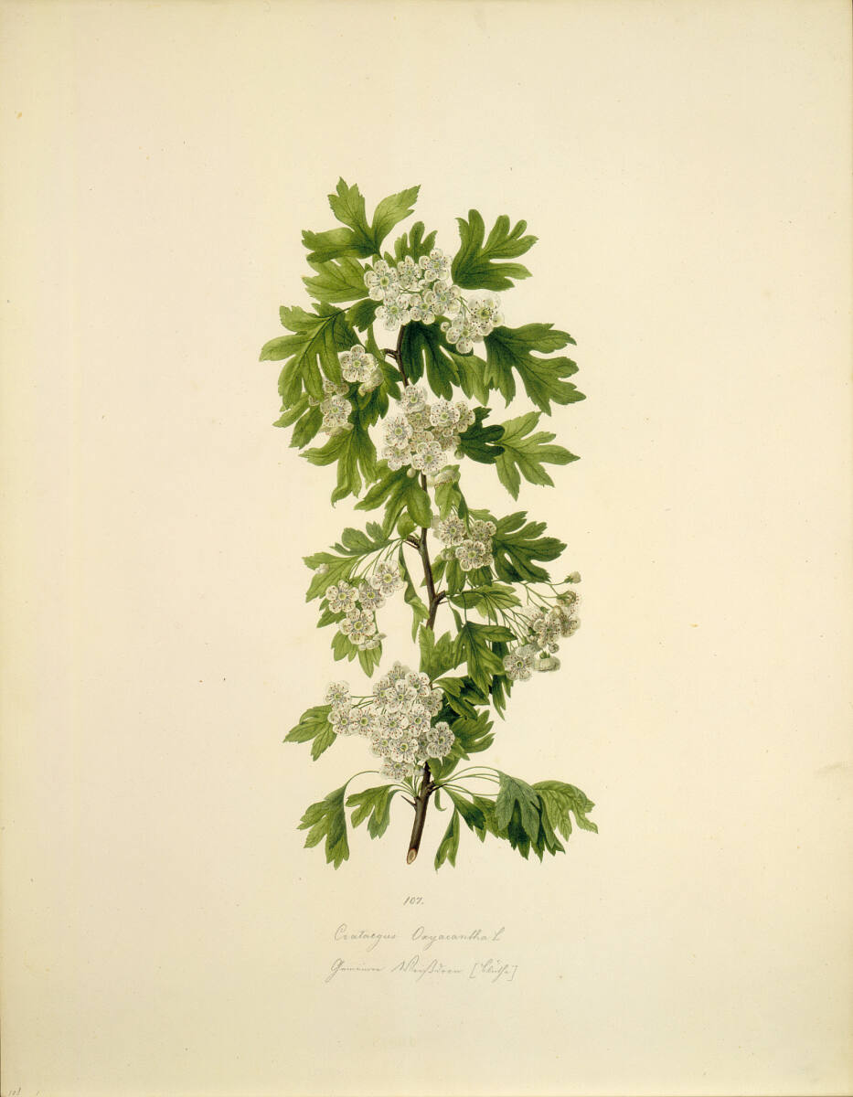 AugustRokert, Crataegus Oxyacantha L - Zweigriffeliger Weißdorn (Blüte)