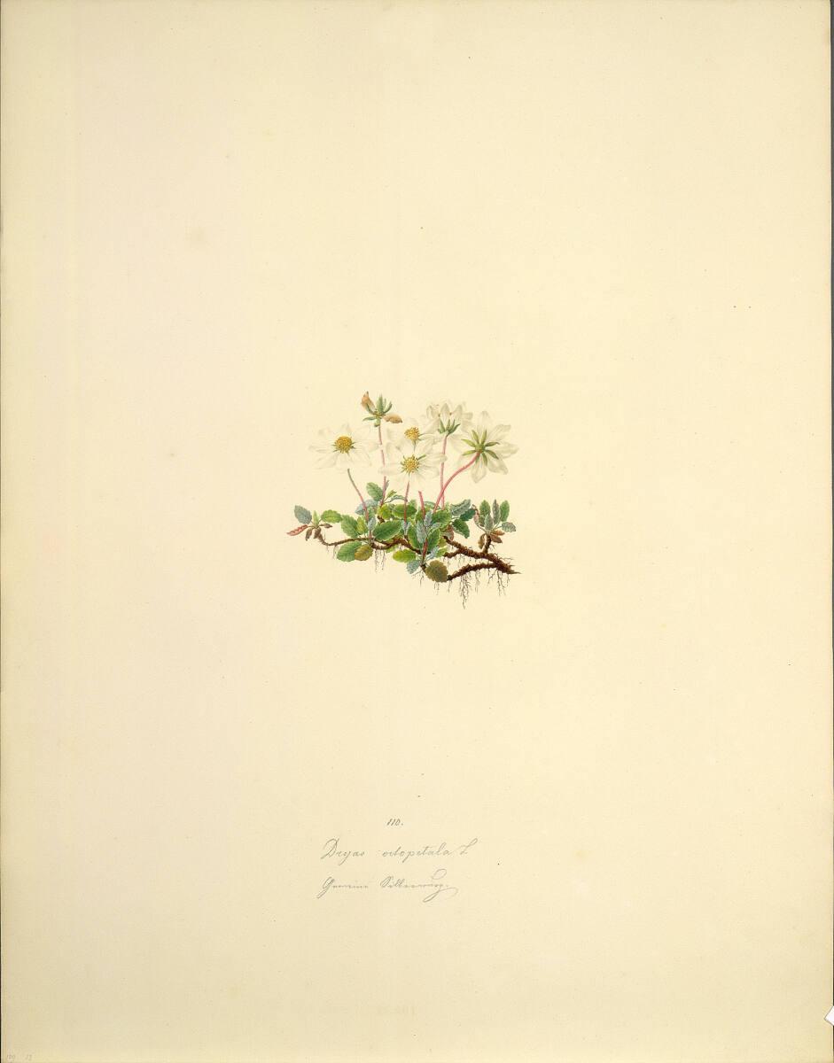 August Rokert, Dryas octopetala L - Weiße Silberwurz, Inv. Nr.: 16551