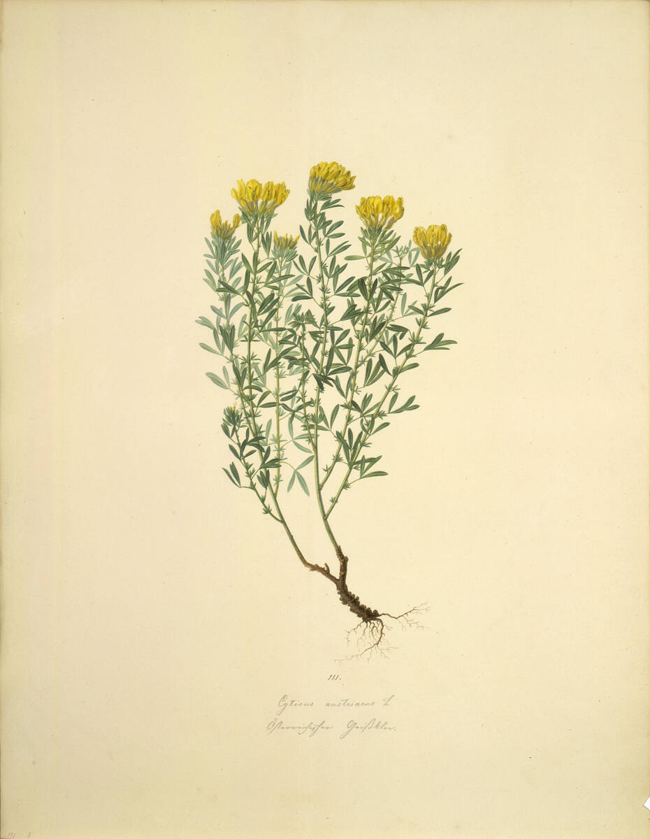 AugustRokert, Cytisus austriacus L - Österreichischer Geißklee