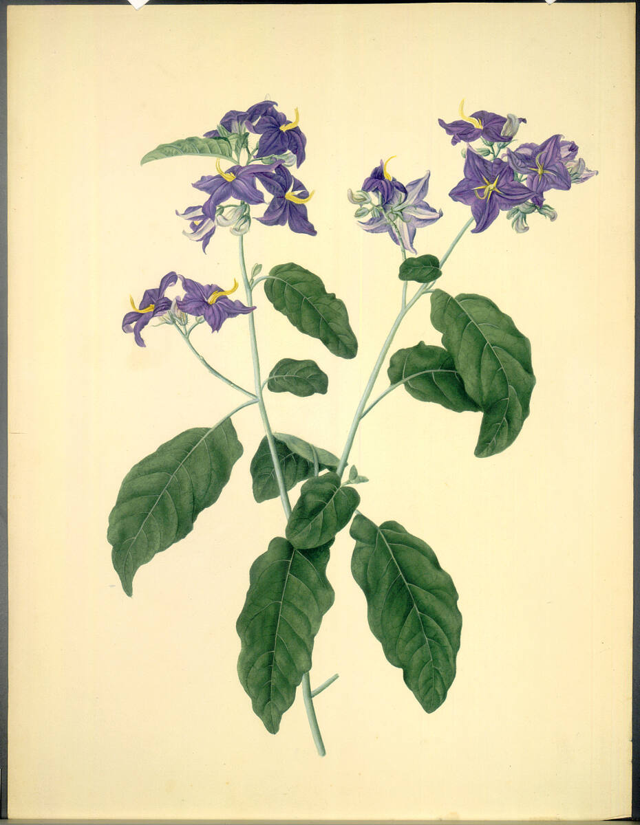 KatharinaFreiinvonRöthlein, Glockenblume