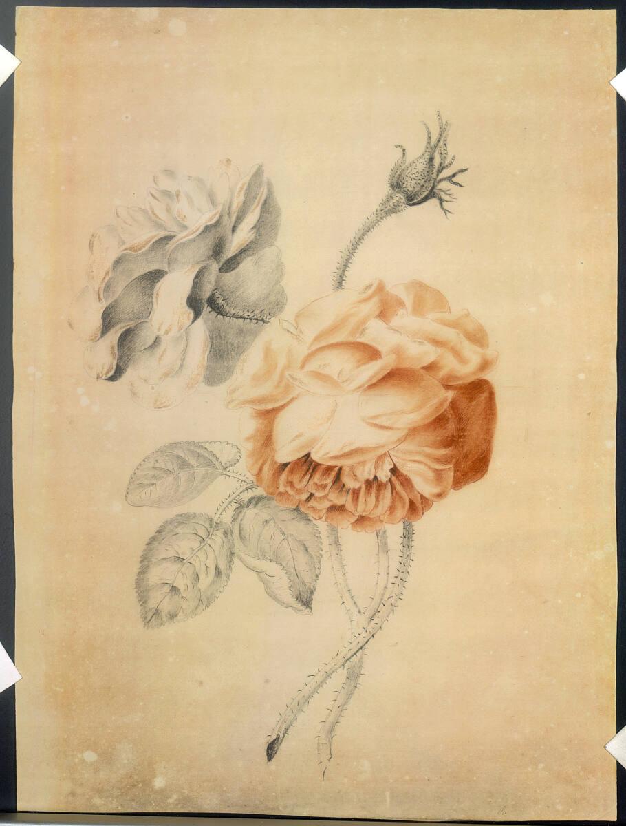 Katharina Freiin von Röthlein, Zwei Rosen, Inv. Nr.: 25729/38