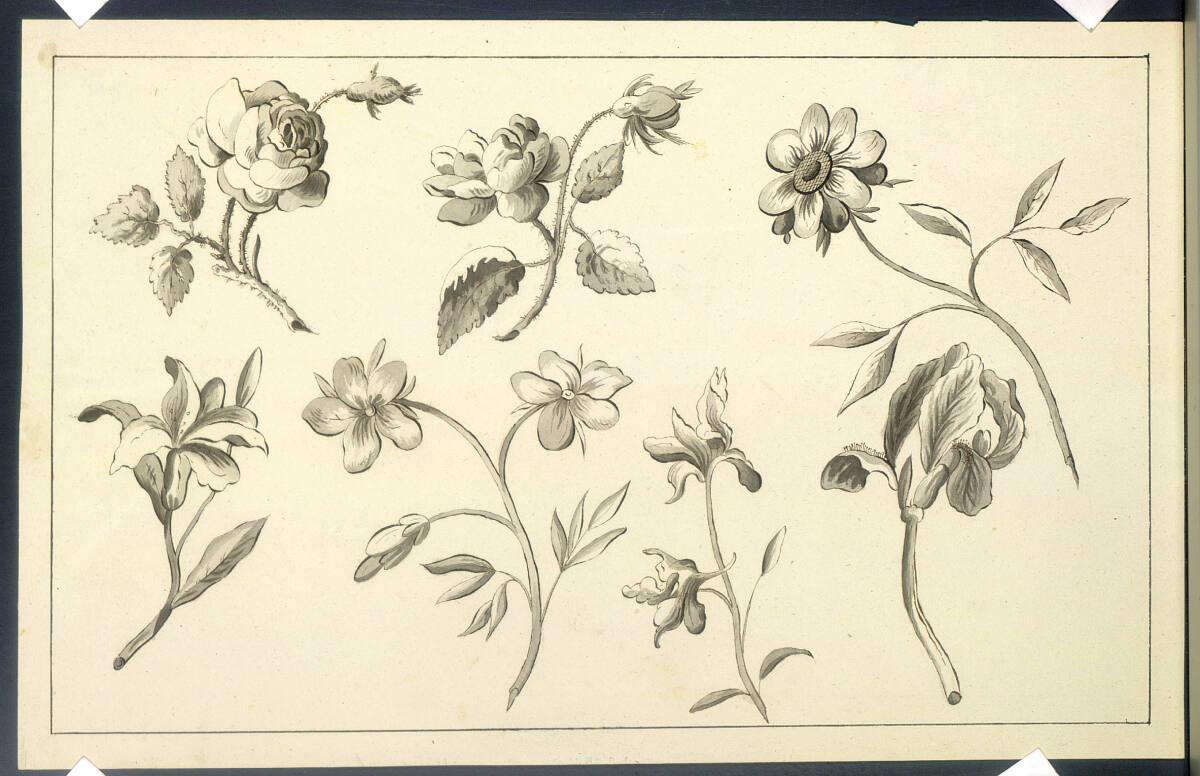 Katharina Freiin von Röthlein, Pflanzenstudien, Inv. Nr.: 25729/39