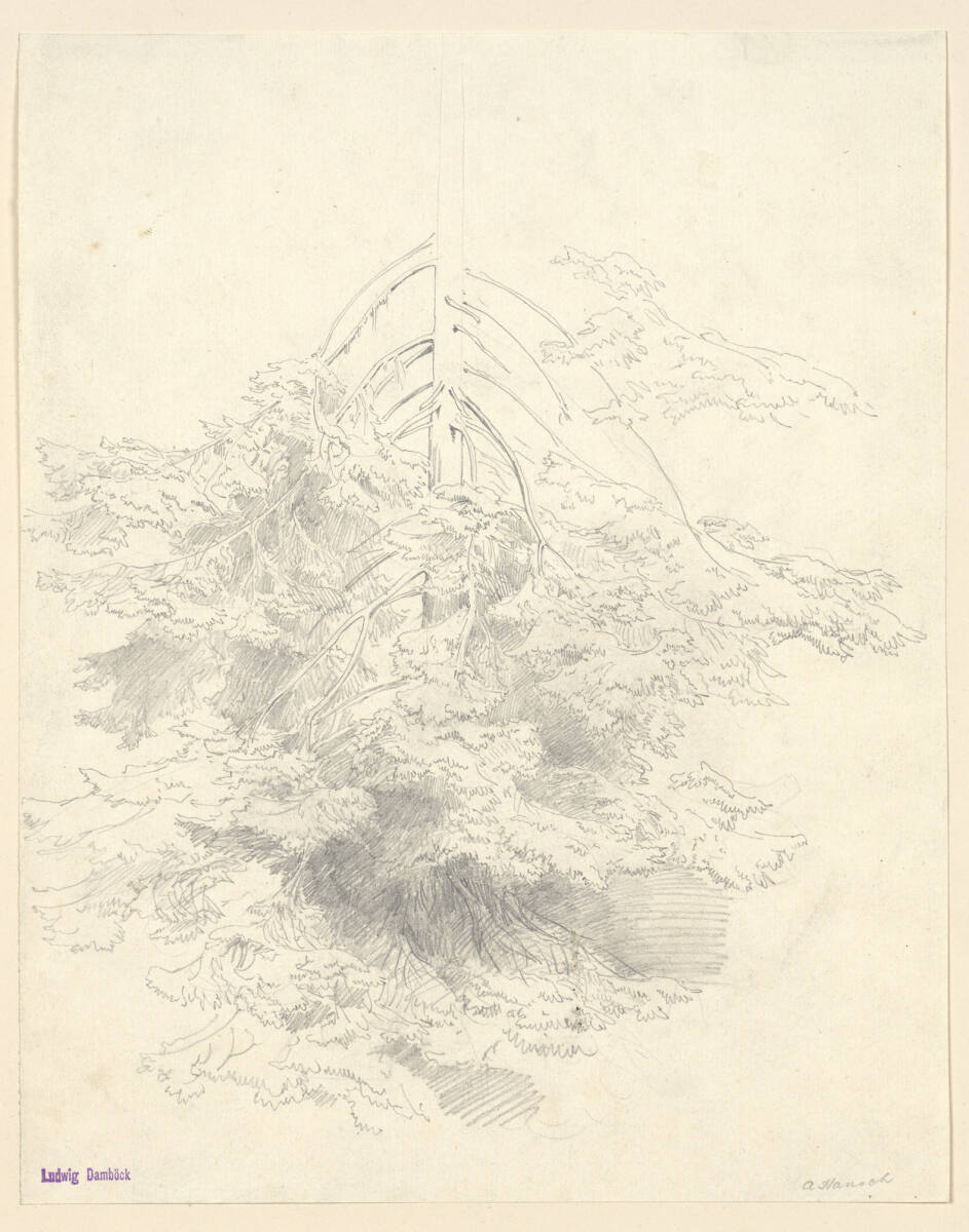 Nadelbaumstudie, Anton Hansch, 1850–1870
