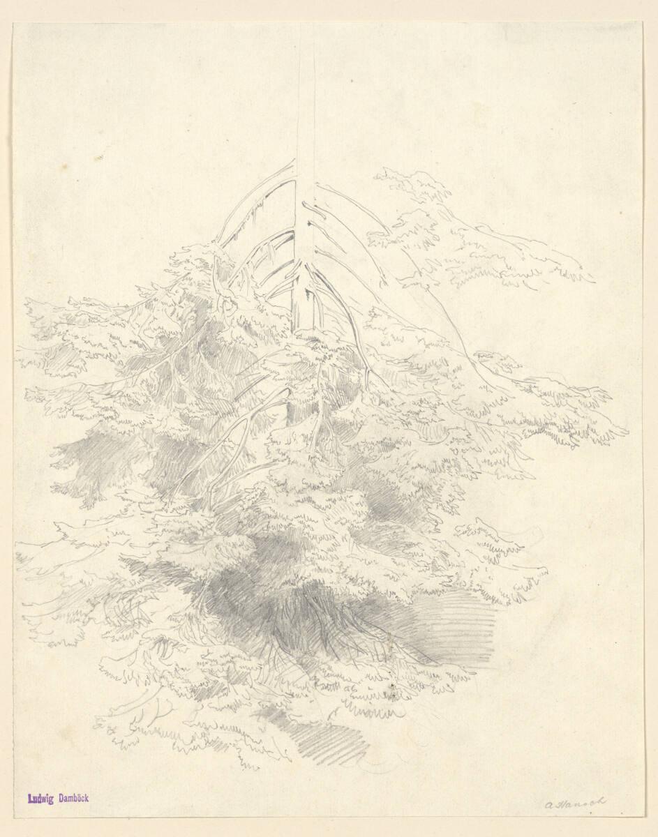 Anton Hansch, Nadelbaumstudie, Inv. Nr.: 16017
