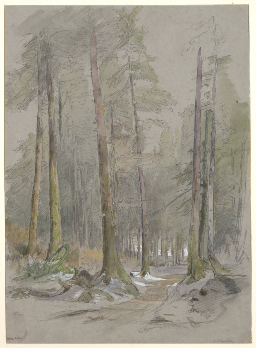 Nadelwald, Anton Hansch, 1850–1870