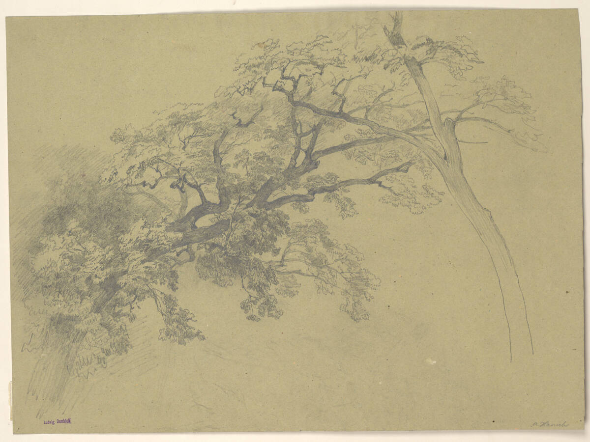 Aststudie, Anton Hansch, 1850–1870