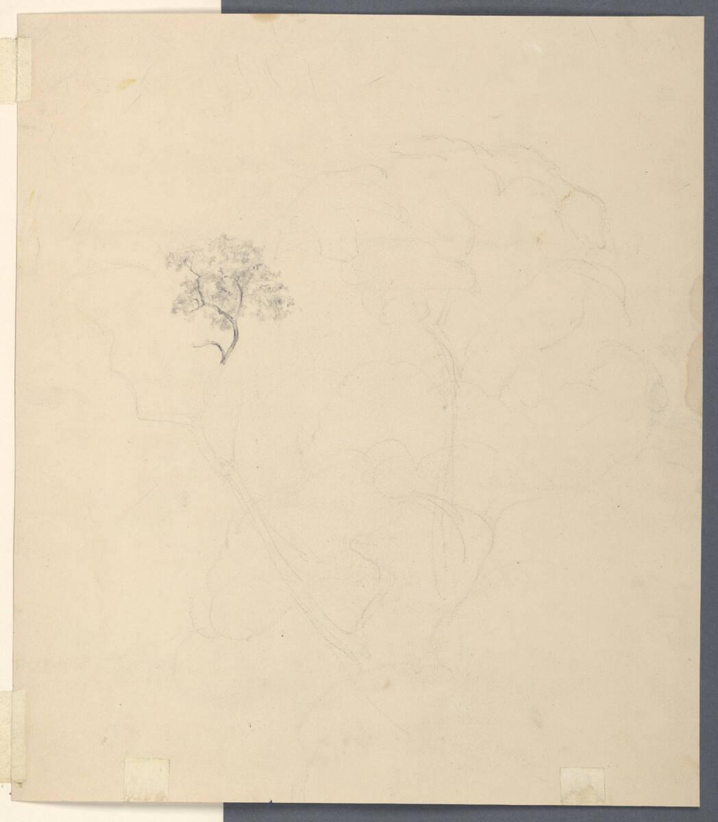 Anton Hansch, Baumstudien, Inv. Nr.: 16064v
