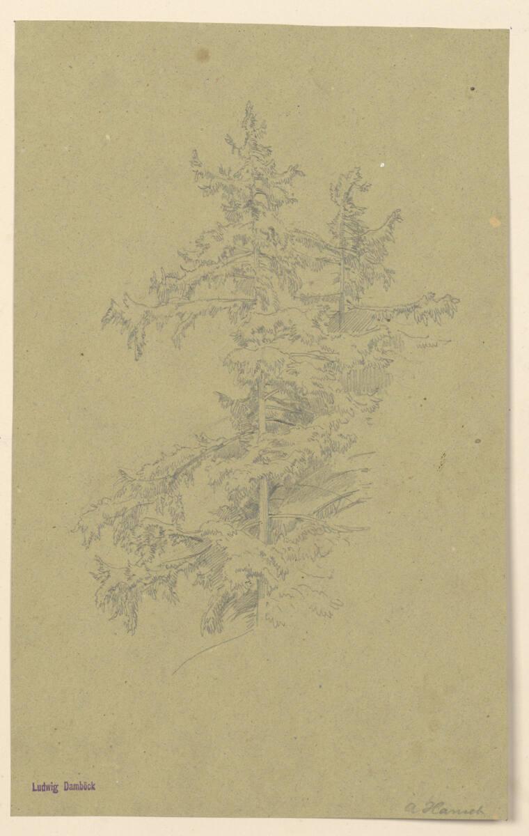 Anton Hansch, Nadelbaum, Inv. Nr.: 16067