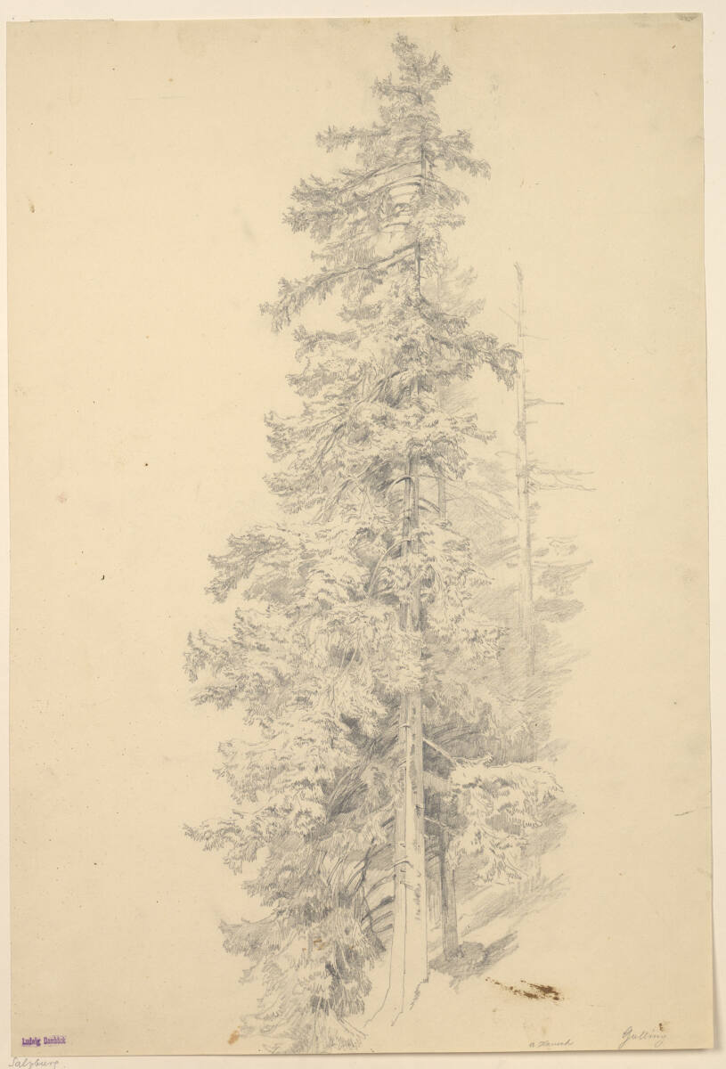 Tanne bei Golling, Anton Hansch, 1850–1870