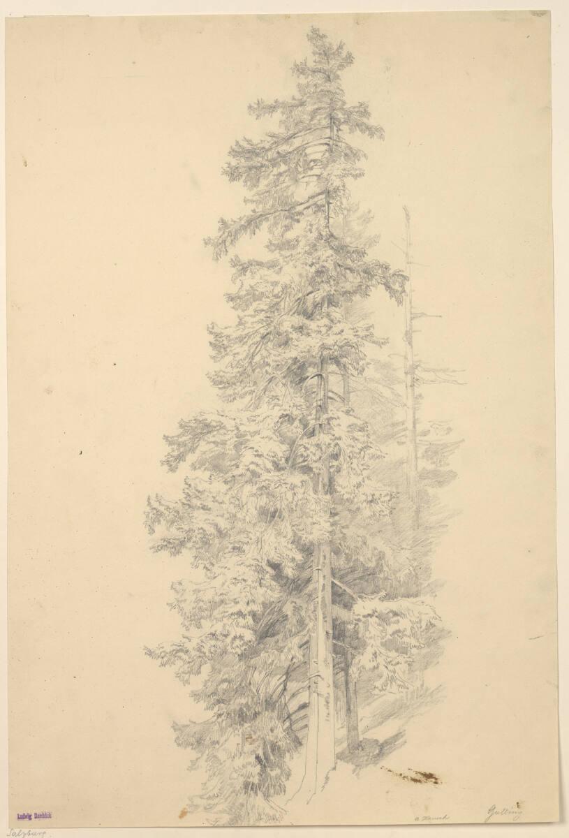 Anton Hansch, Tanne bei Golling, Inv. Nr.: 16070
