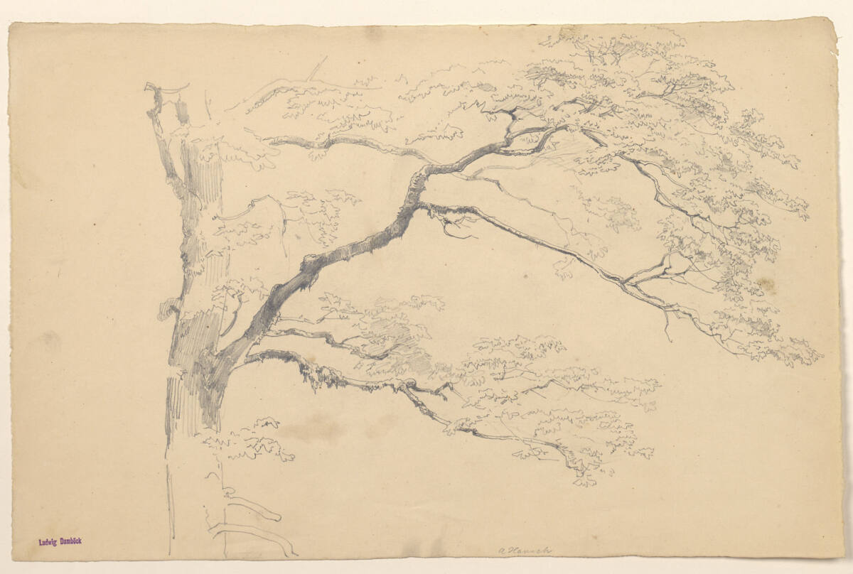 Aststudie, Anton Hansch, 1850–1870