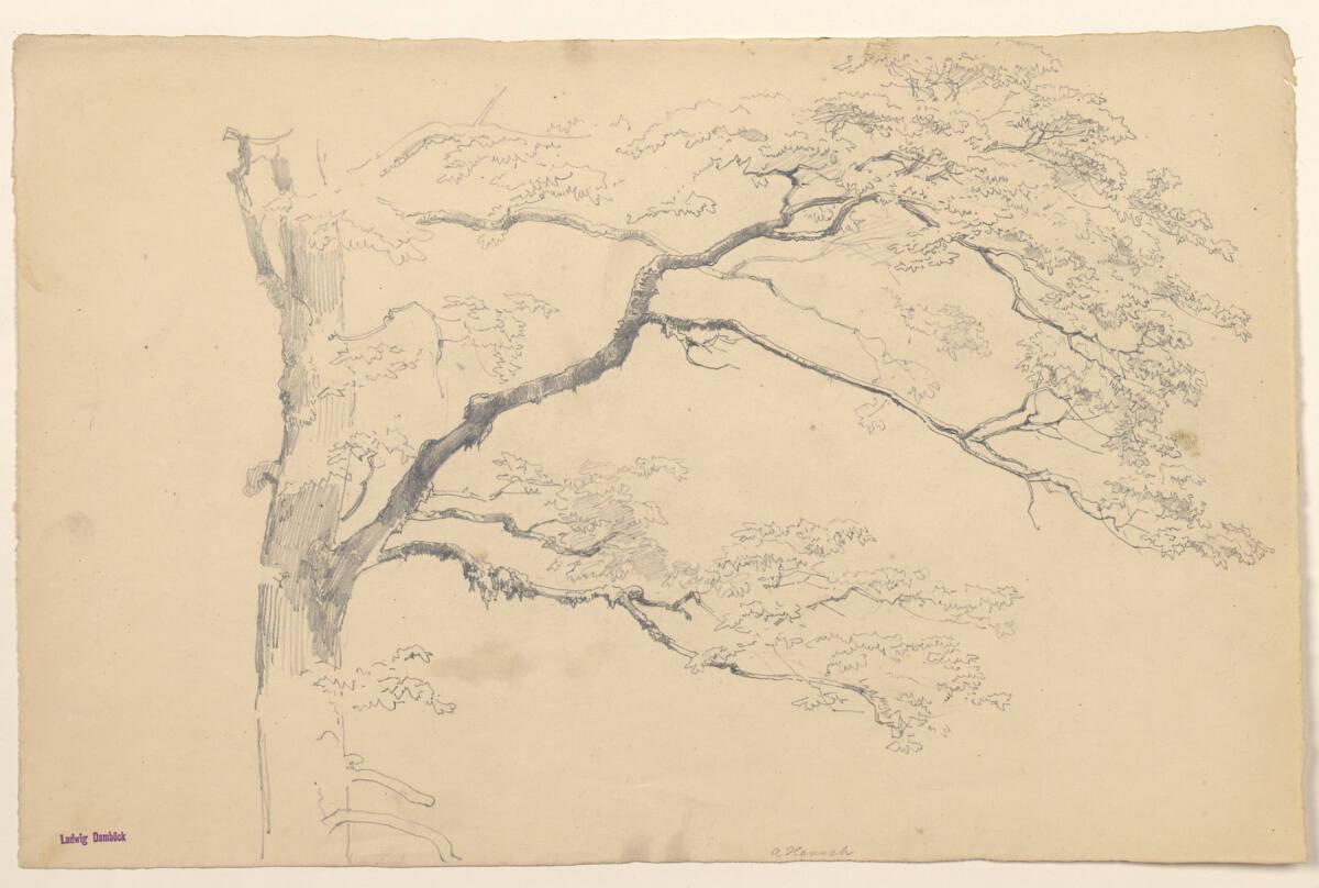 Anton Hansch, Aststudie, Inv. Nr.: 16073