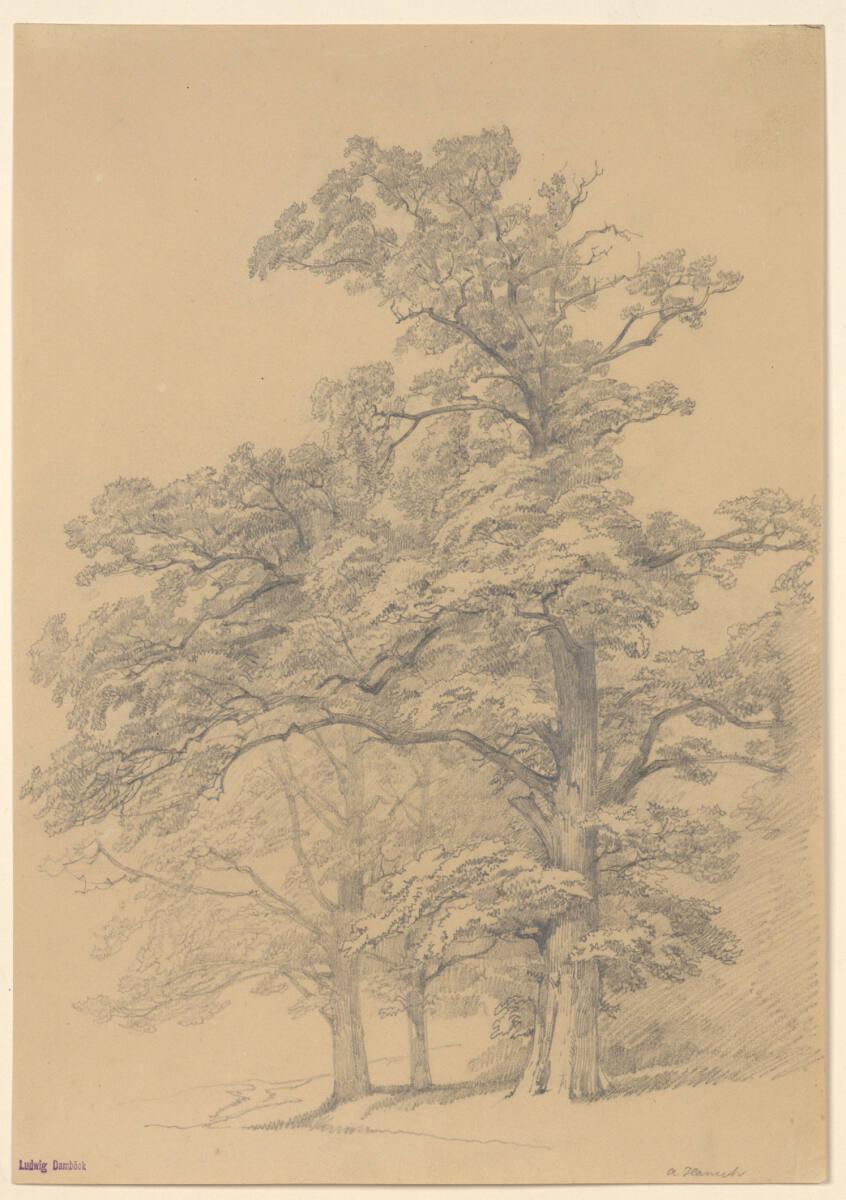 Anton Hansch, Laubbäume, Inv. Nr.: 16079r