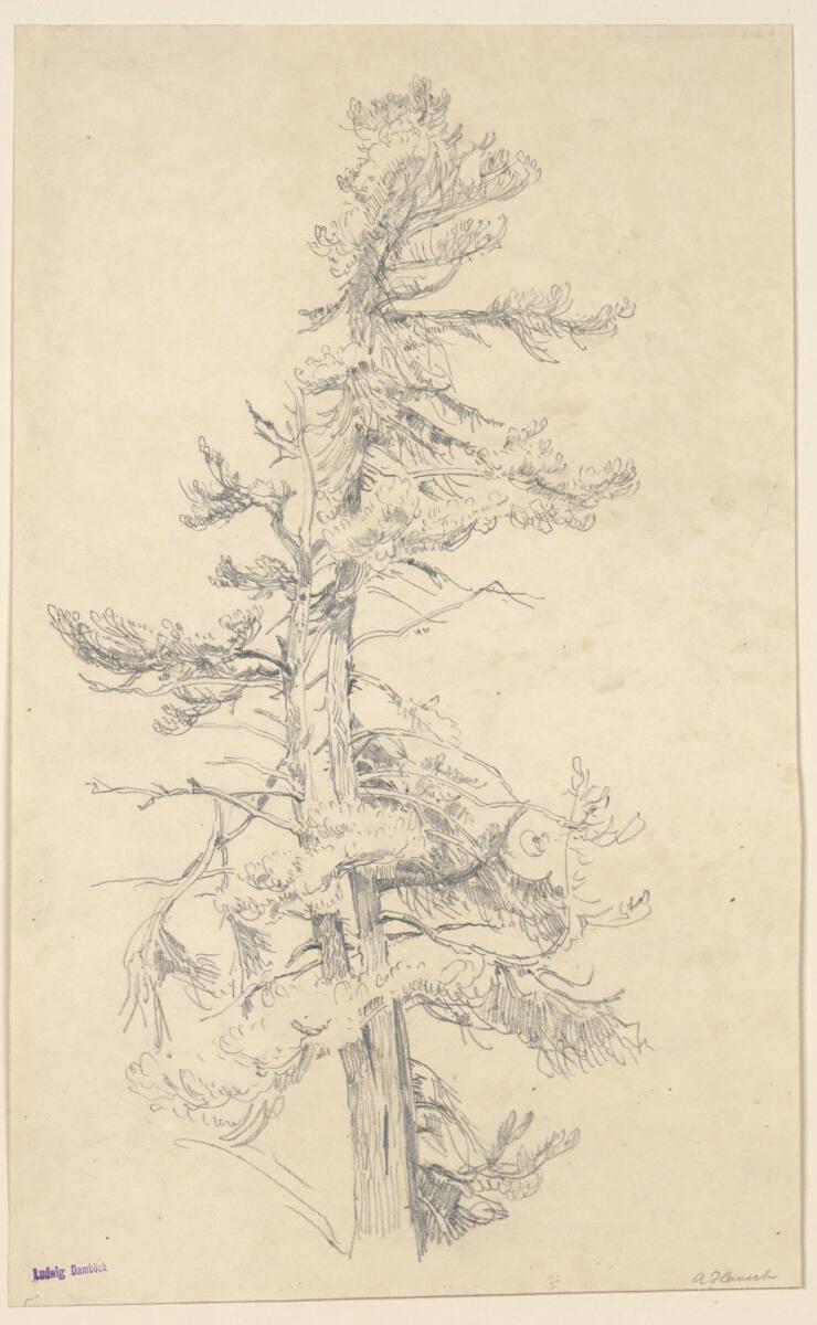 Anton Hansch, Föhre, Inv. Nr.: 16091