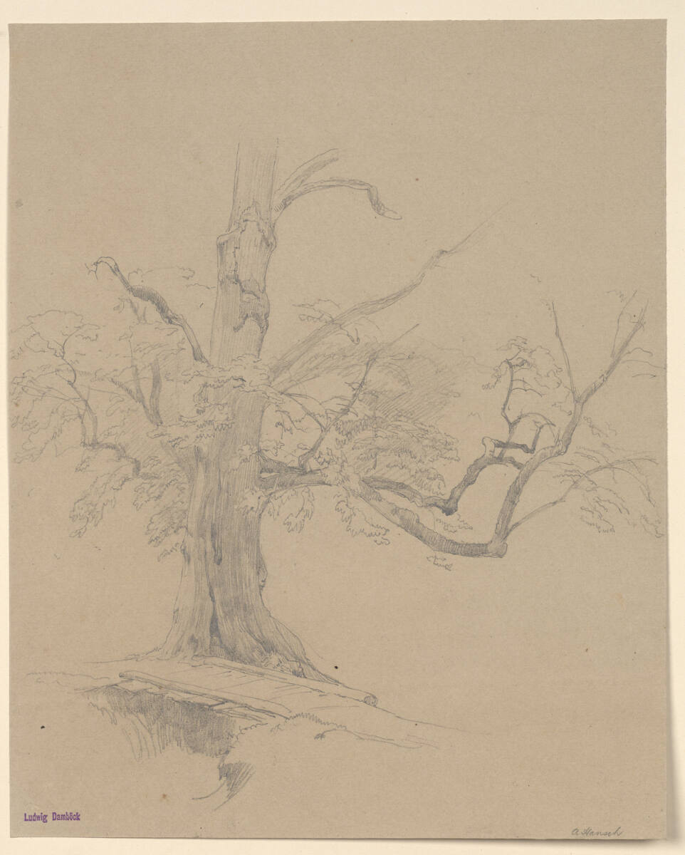 Baumstudie, Anton Hansch, 1850–1870
