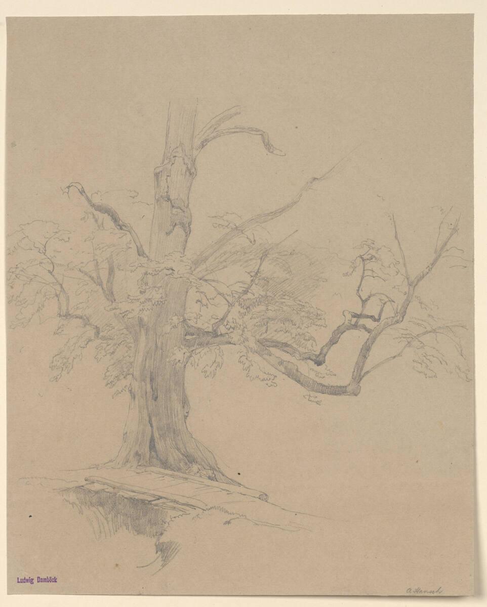 Anton Hansch, Baumstudie, Inv. Nr.: 16120