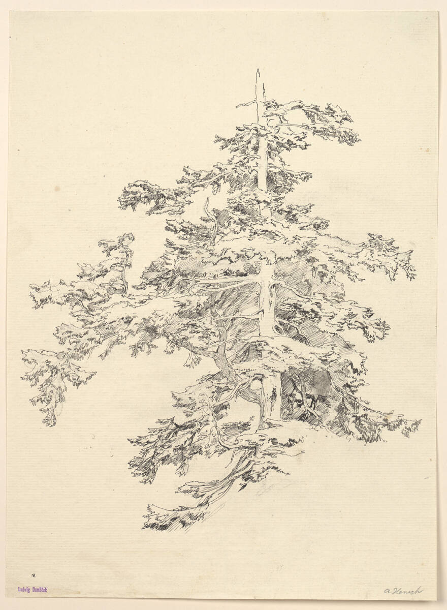 Nadelbaum, Anton Hansch, 1850–1870