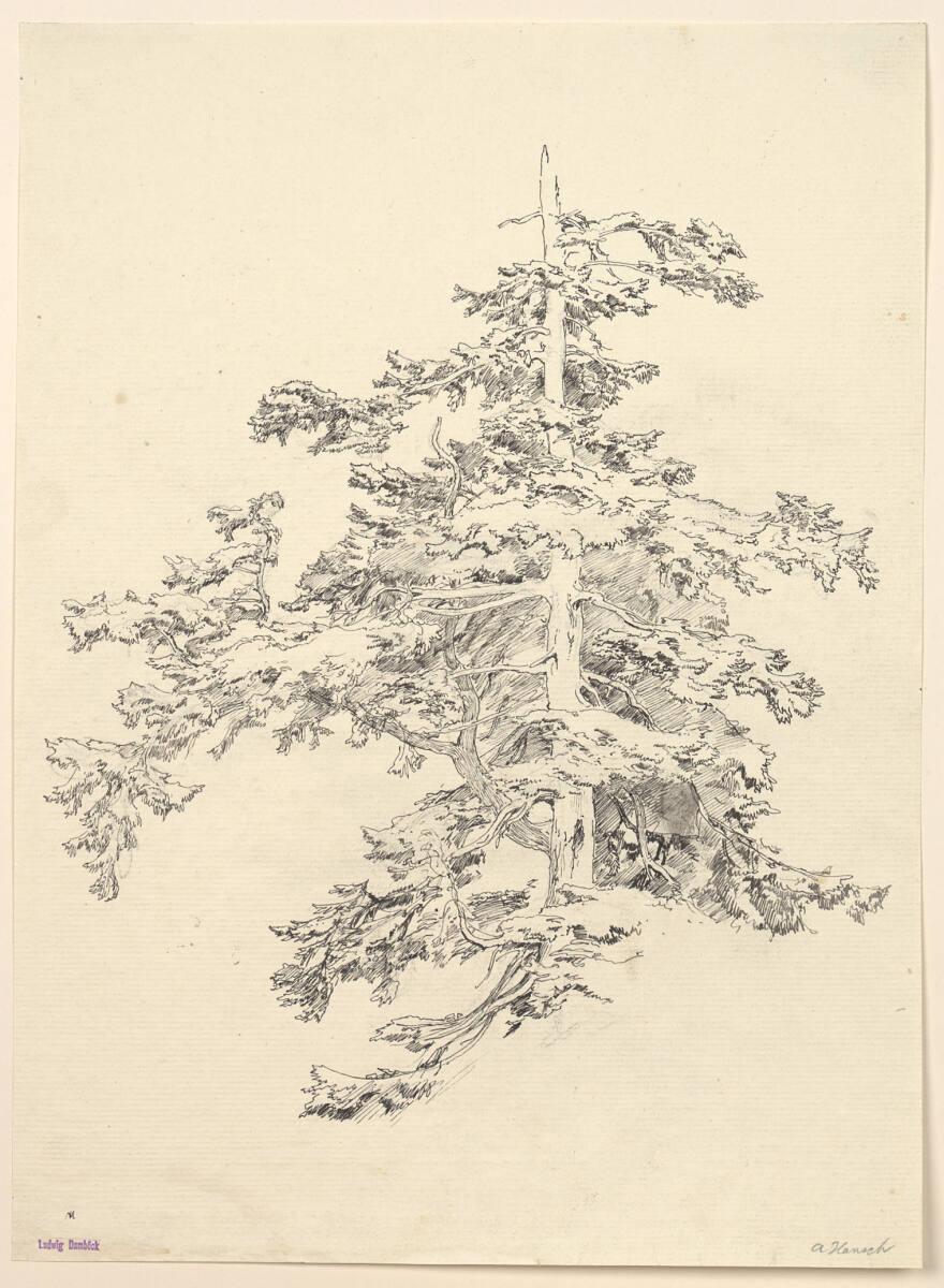 Anton Hansch, Nadelbaum, Inv. Nr.: 16127