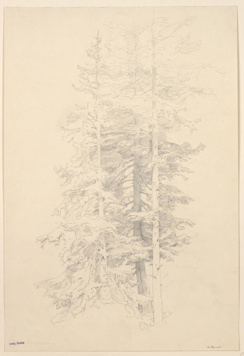 Nadelbäume, Anton Hansch, 1850–1870