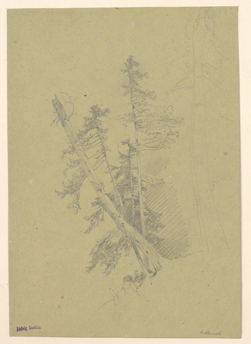 Anton Hansch, Nadelbäume, Inv. Nr.: 16130