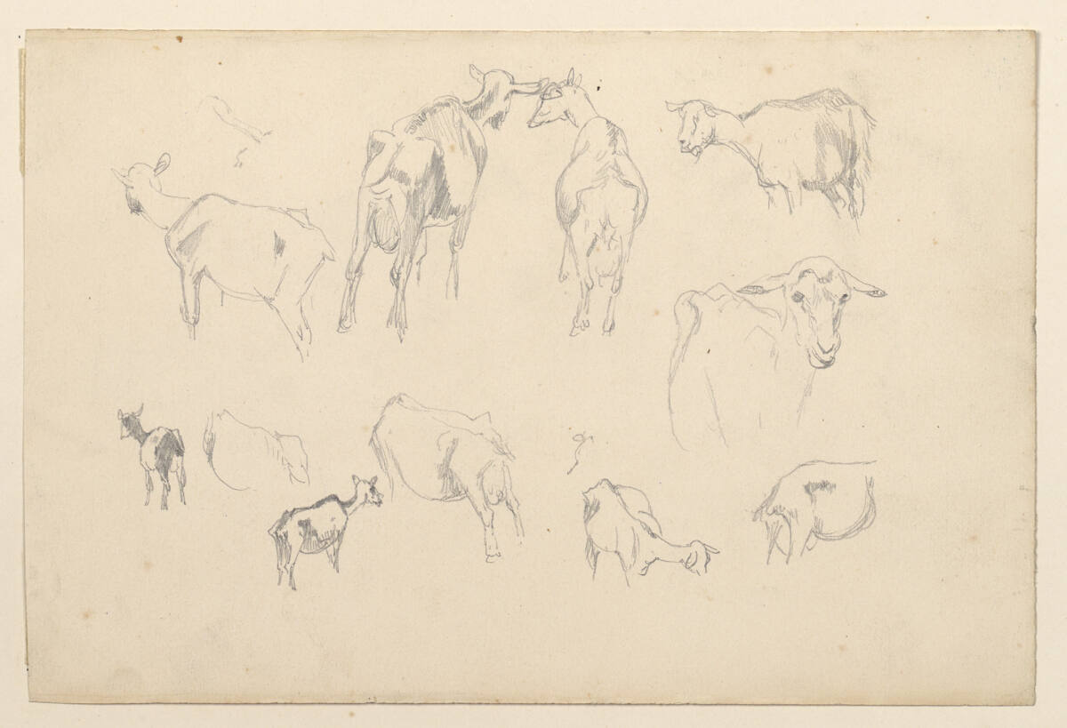 Ziegenstudien, Anton Hansch, 1850–1870