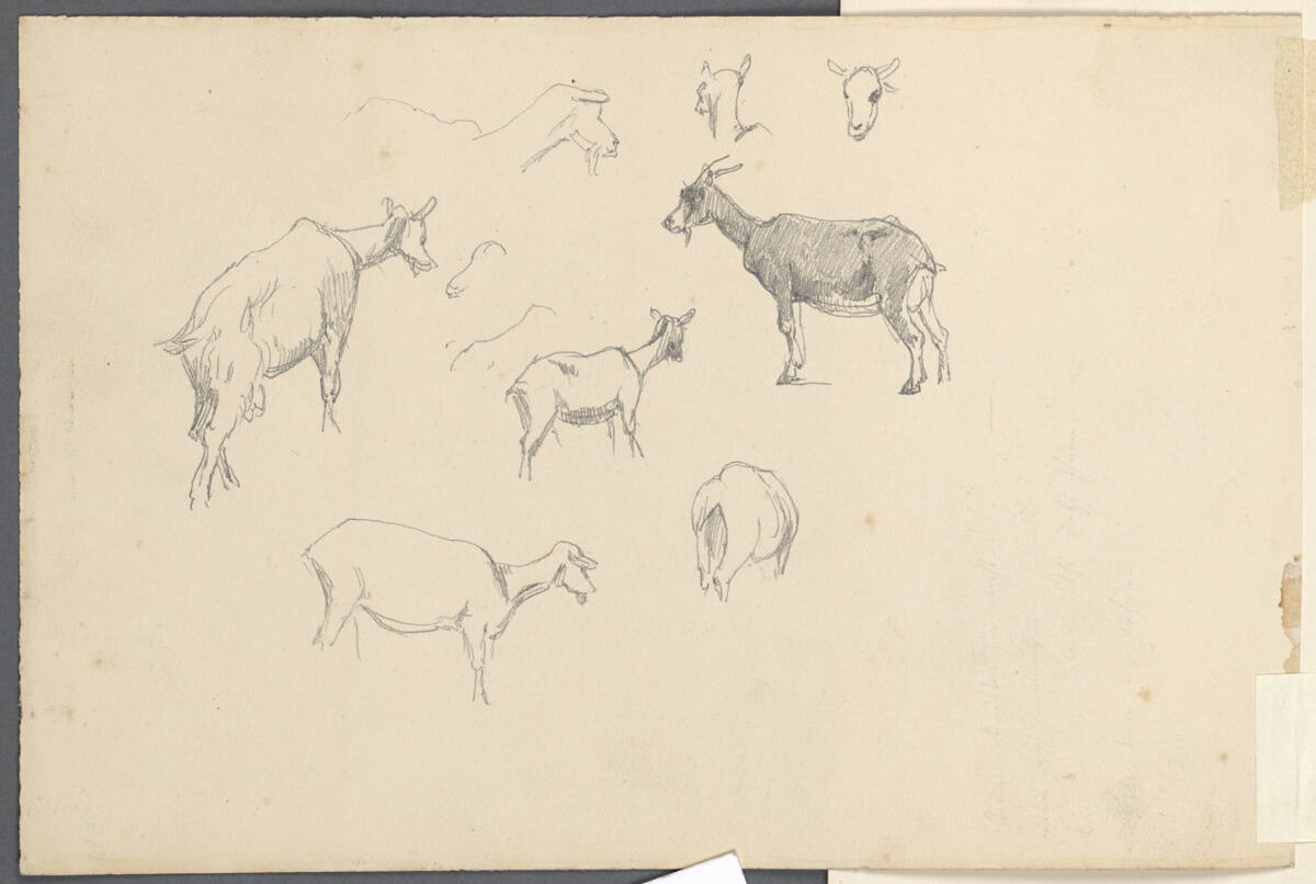 Ziegenstudien, Anton Hansch, 1850–1870