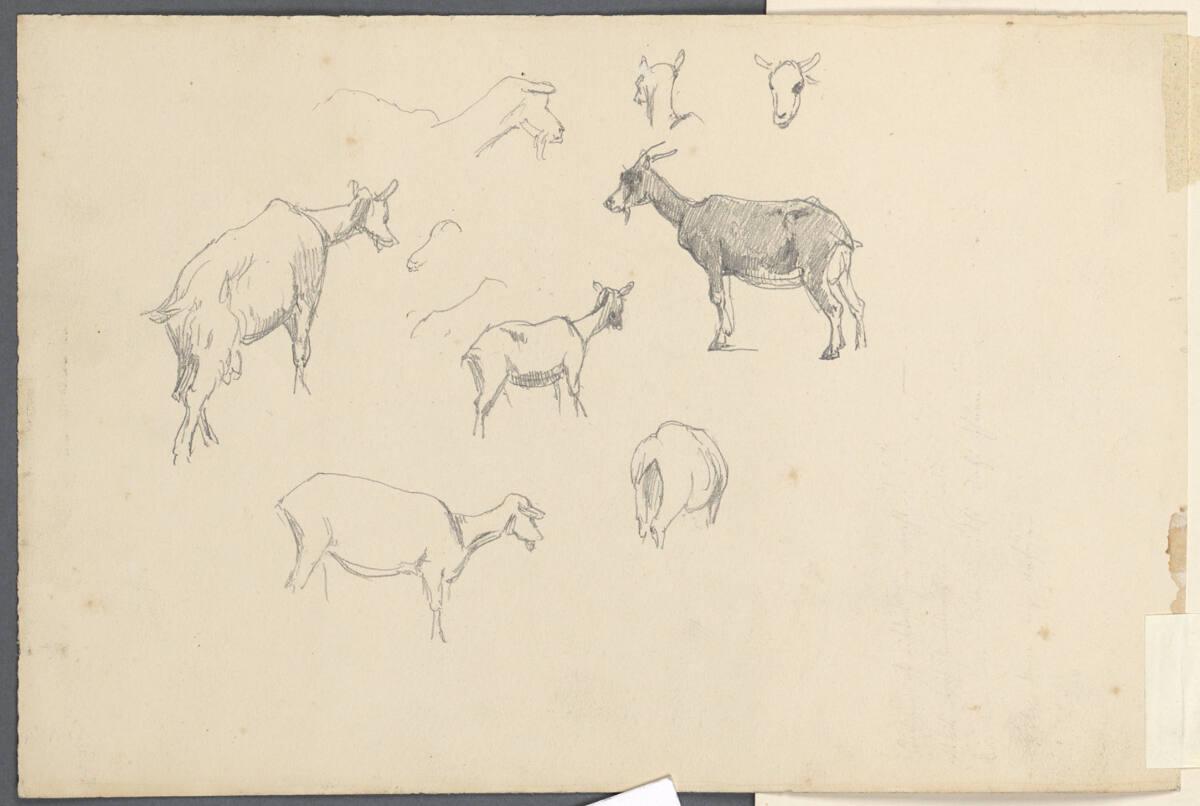 Anton Hansch, Ziegenstudien, Inv. Nr.: 16134v