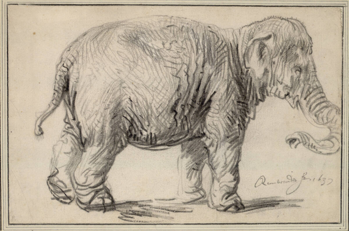 Ein Elefant, Rembrandt, 1637
