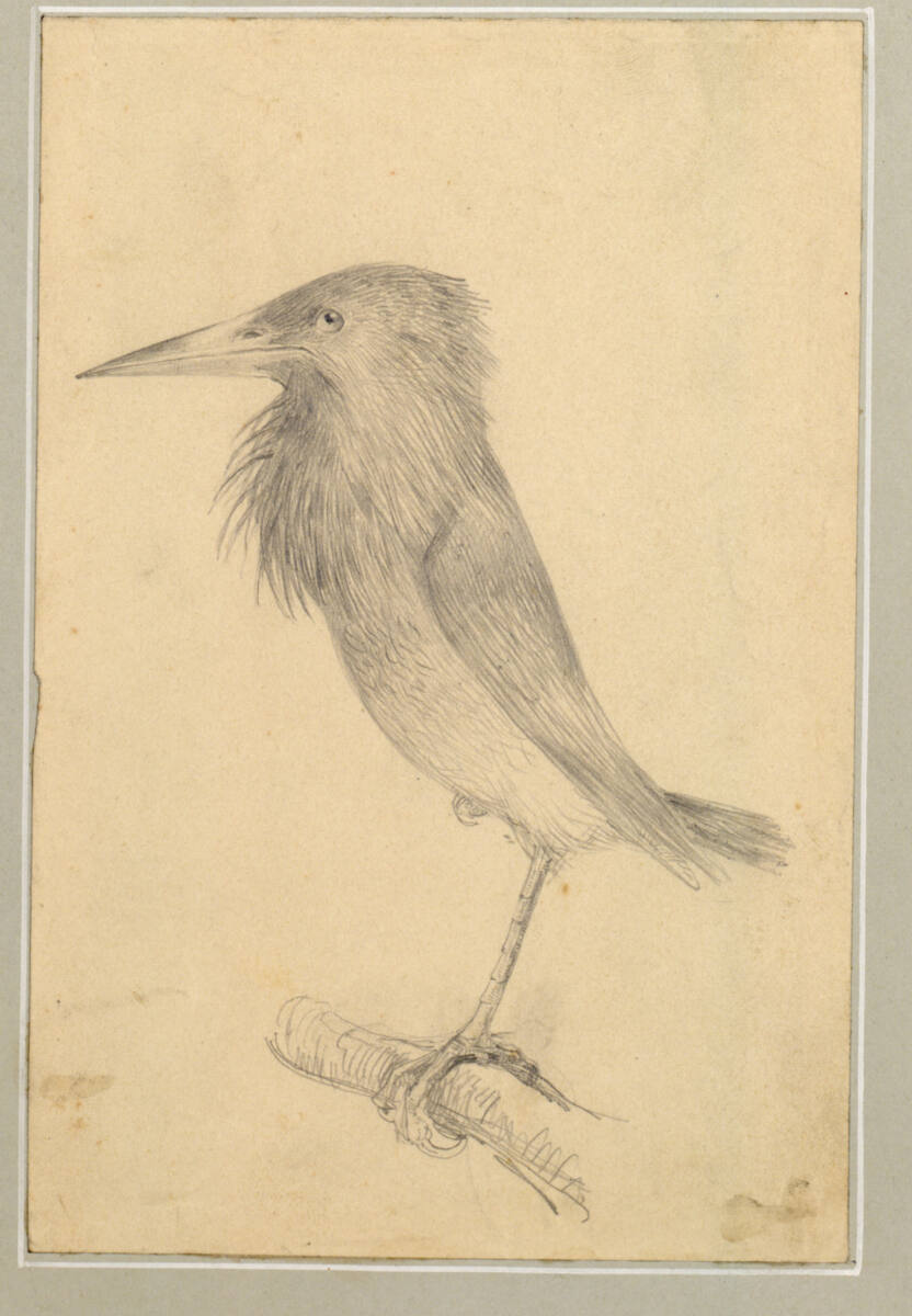 Vogel auf einem Ast, Rudolf Bacher
