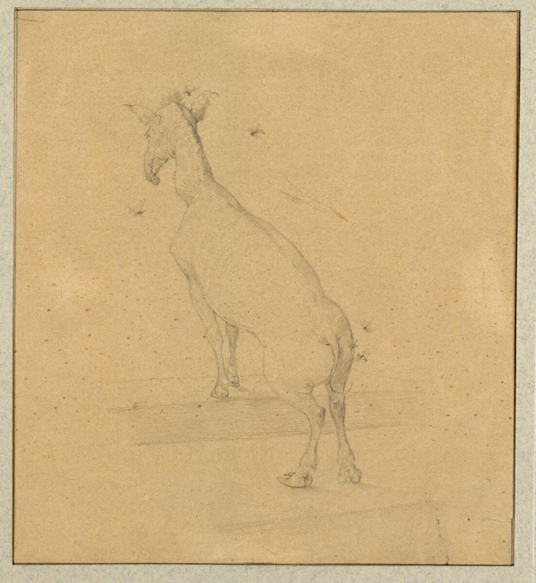 Rudolf Bacher, Von Fliegen umschwärmtes Tier, Inv. Nr.: 18976