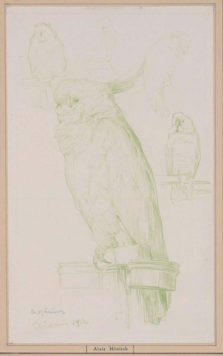 Alois Hänisch, Papageienstudie, Inv. Nr.: 22390