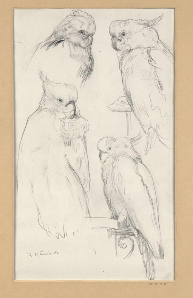 Alois Hänisch, Papageienstudie, 4 Papageienstudien, Inv. Nr.: 22391