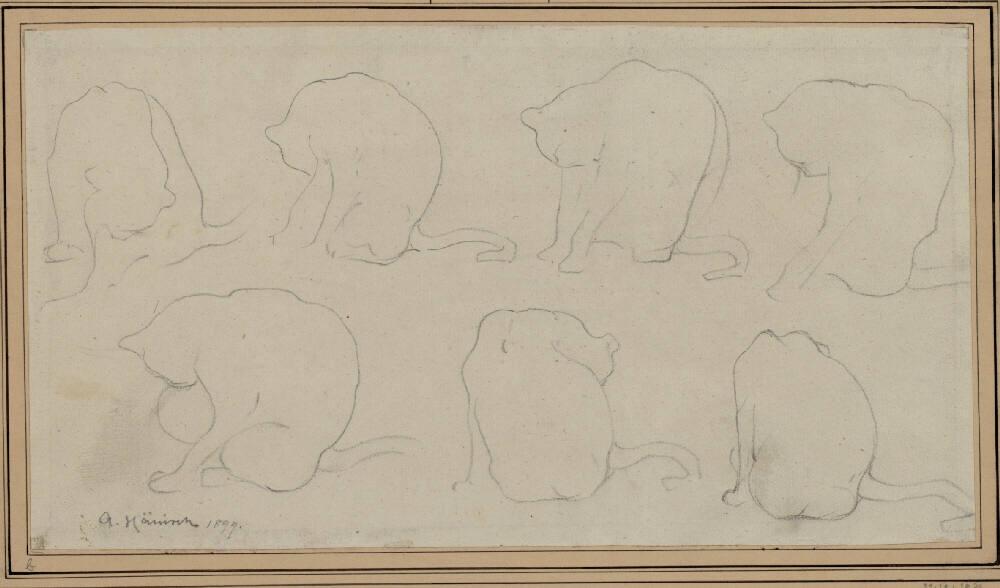 Alois Hänisch, Katzenstudien, Inv. Nr.: 22392b