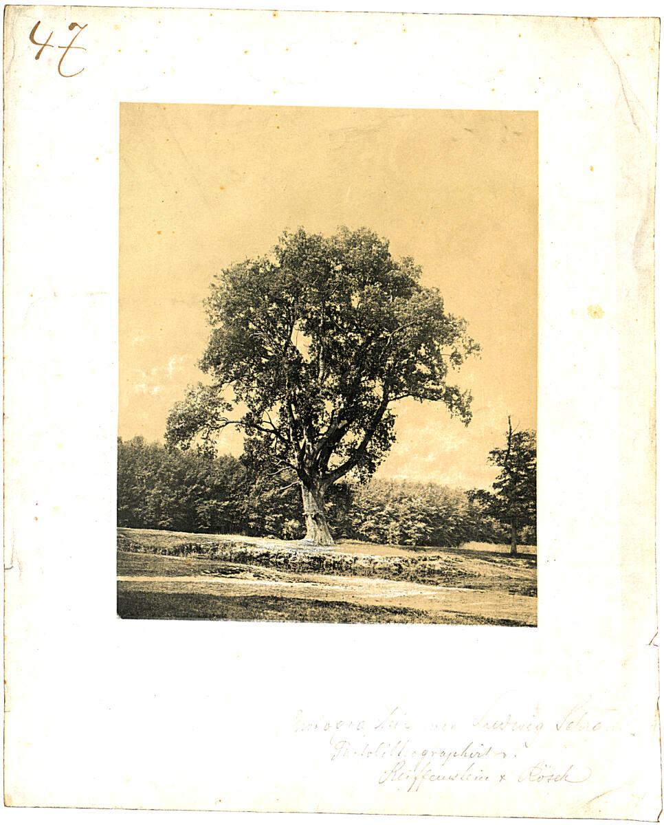 Ludwig Schrank, Eiche auf einer Wiese am Wasser, Inv. Nr.: FotoGLV2000/26101