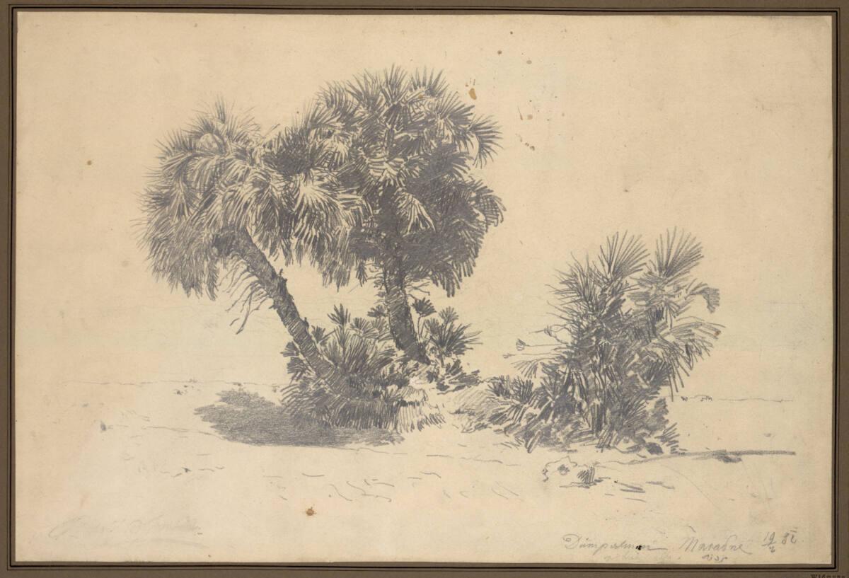 Rudolf Swoboda, Dumpalmen bei Maradne (?), Inv. Nr.: 22953