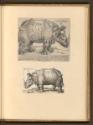 Kopien nach Holzschnitten von Albrecht Dürer, Rhinozeros, Inv. Nr.: Deutsch nach Sektionen I/12…