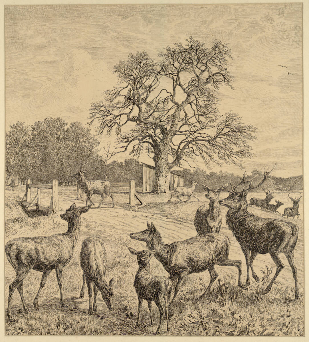 Lainzer Tiergarten: Am Lainzerteich, 1879