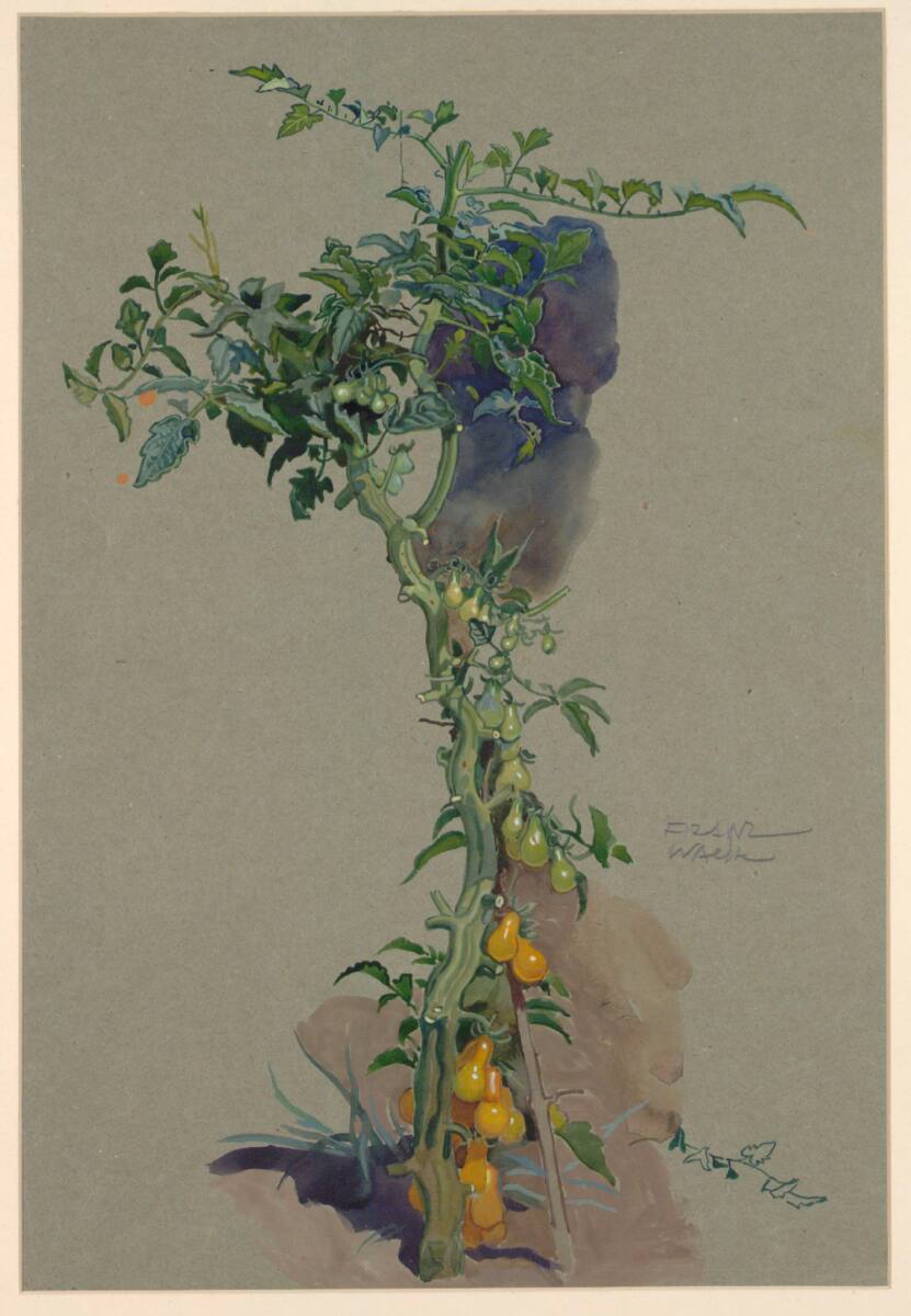 Paradeisstaude, Franz Wacik