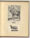 Druckgrafiken der Familie Schmutzer und Johann Gotthard von Müller, Tiere, Inv. Nr.: Deutsch na…